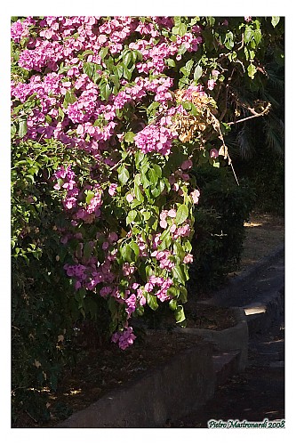 Nome del file=Flowers_04.jpg
Dimensione del file=304KiB
Dimensioni=934x1400
Aggiunta il=16 Lug 2008 Flowers_04.jpg